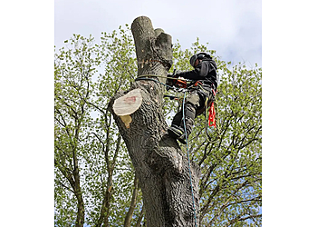 Mirabel Services d'arboriculteur Dave Tree Service Mirabel