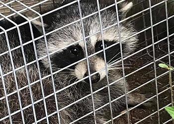 Kawartha Lakes pest control Dave's Quality Pest Control Kawartha Lakes