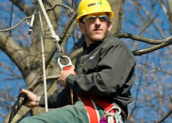 Davey Tree Expert Co. of Canada, Limited - Nanaimo, BC Tree Services - Residential Service Image