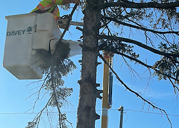 Windsor tree service Davey Tree Expert Co. of Canada, Limited Windsor 