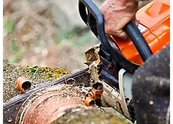 New Westminster tree service David's Tree Service