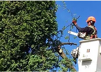 New Westminster tree service David's Tree Service
