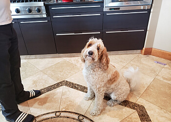 St Albert pet grooming Dazzling Dogs Grooming and Pet Spa