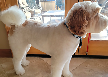 Dazzling Dogs Grooming and Pet Spa - St Albert, AB Pet Grooming - Field Work Image