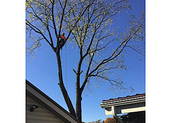 Norfolk tree service De Ruyte Tree Services
