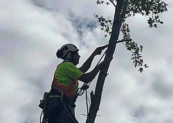 Norfolk Services d'arboriculteur De Ruyte Tree Services