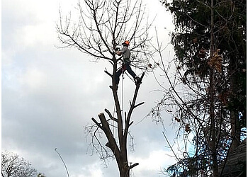 Hamilton tree service DeVos Tree Care
