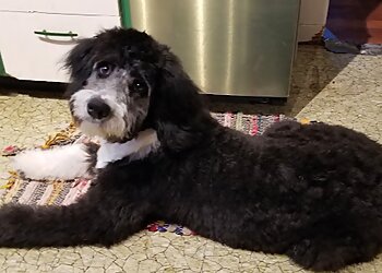 Saanich pet grooming Debbie's Dog Spaw