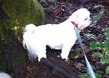 Saanich pet grooming Debbie's Dog Spaw