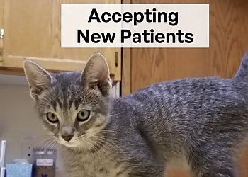 Deer Park Pet Hospital - Red Deer, AB Veterinary Clinics - Medical Procedure Image