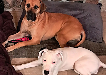 Delightful Dogs - Waterloo, ON Dresseurs De Chiens - Dog Image