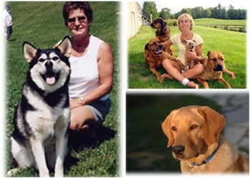 Waterloo dog trainer Delightful Dogs