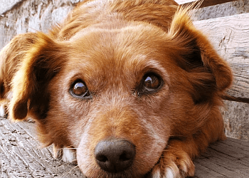 Delta dog walker Delta Kennels