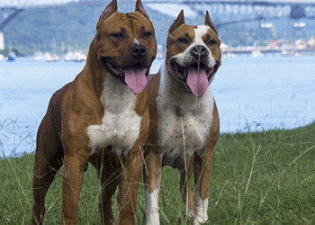 Delta dog walker Delta Pet Care