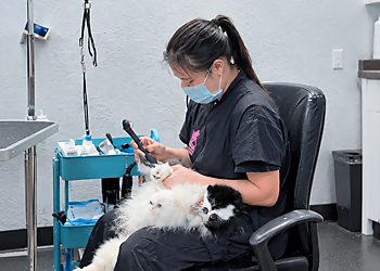 Dharma Dog Services - Vancouver, BC Pet Grooming - Dog Grooming Image