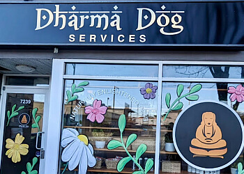 Vancouver pet grooming Dharma Dog Services image 1