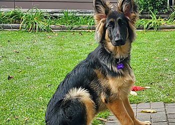 Dharma Dogs - Brantford, ON Dog Trainers - Dog Image