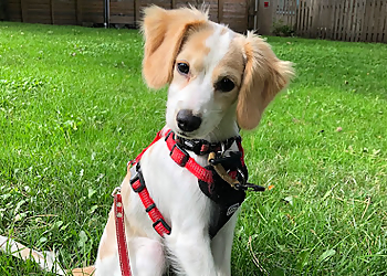 Dharma Dogs - Brantford, ON Dog Trainers - Puppy Image
