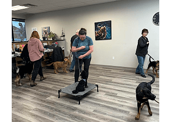 Brantford Dresseurs De Chiens Dharma Dogs