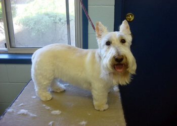 Nanaimo pet grooming Divine Canine Dog Grooming Salon