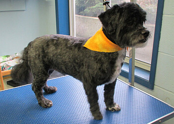 Nanaimo pet grooming Divine Canine Dog Grooming Salon