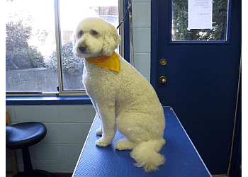 Divine Canine Dog Grooming Salon 