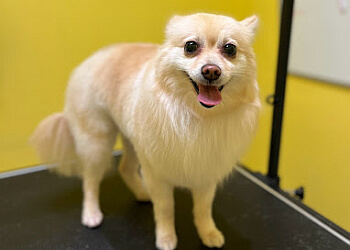 Richmond Hill pet grooming Dog+