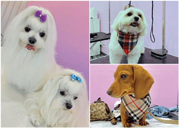 Richmond Hill pet grooming Dog+