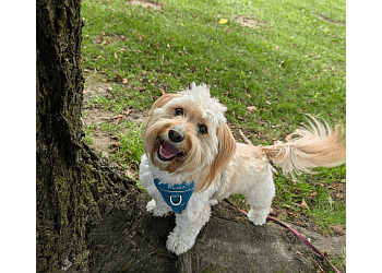 Chilliwack dog trainer Dog Centered Training
