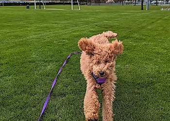 Dog Centered Training - Chilliwack, BC Dog Trainers - Puppy Image