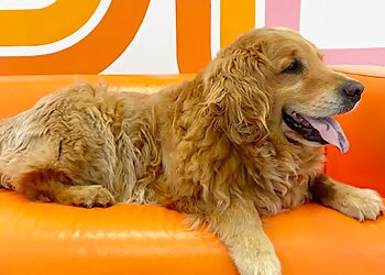 Huntsville pet grooming Dog Daze