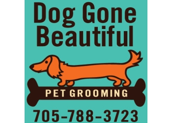 Dog gone hot sale beautiful hours