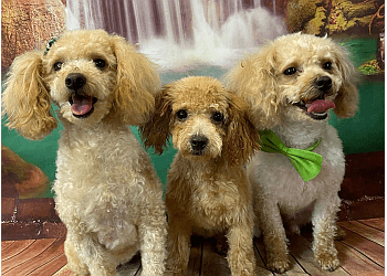 Hamilton Salons de Toilettage Pour Animaux De Compagnie Dog-Gone Clean Inc.