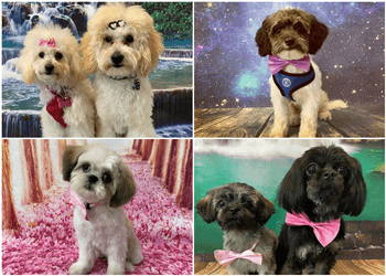 Hamilton Salons de Toilettage Pour Animaux De Compagnie Dog-Gone Clean Inc.