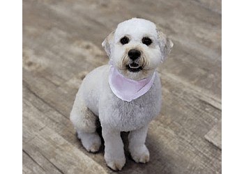 Dog Haven Grooming & Daycare