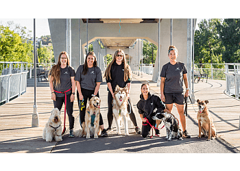 Edmonton Promeneurs De Chiens Dog Jogs
