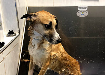 Nanaimo pet grooming Dog N' Suds Pet Services Ltd