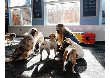 Nanaimo pet grooming Dog N' Suds Pet Services Ltd