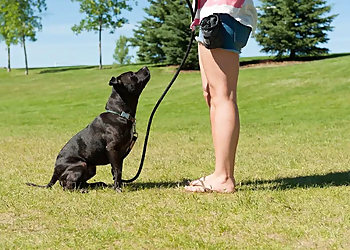 Dog Sense Behaviour Consulting Ltd - Red Deer, AB Dog Trainers - Dog Training Image
