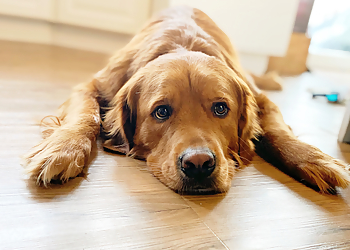 Dog Sense Behaviour Consulting Ltd - Red Deer, AB Dog Trainers - Dog Image