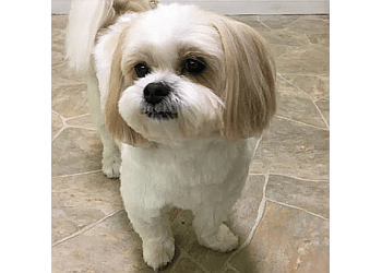 Coquitlam dog trainer Dog Station Grooming Training & More