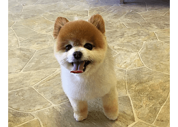 Coquitlam dog trainer Dog Station Grooming Training & More