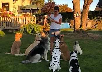 Dog Trainer Shelley - Richmond, BC Dog Trainers - Dog Training Image