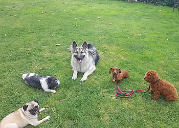 Dog Trainer Shelley - Richmond, BC Dog Trainers - Dog Image