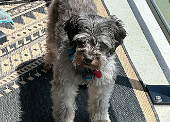 Windsor dog trainer Dog Training with KB