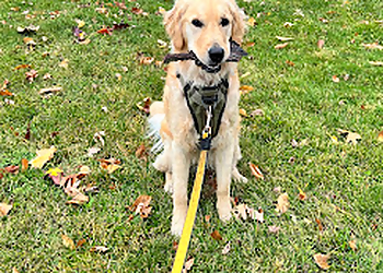 Windsor dog trainer Dog Training with KB