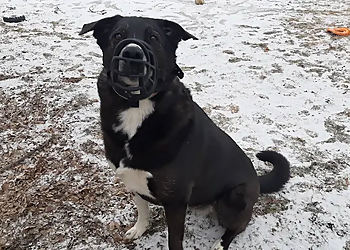 Dog Training with Tara Martice - Medicine Hat, AB Dresseurs De Chiens - Dog Image