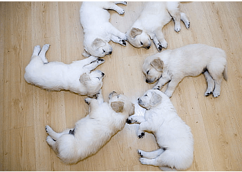 Medicine Hat Dresseurs De Chiens Dog Training with Tara Martice