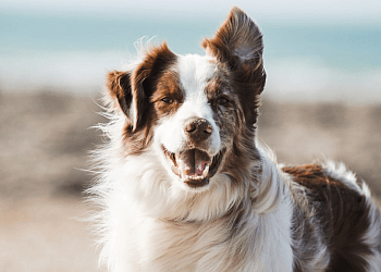 Medicine Hat Dresseurs De Chiens Dog Training with Tara Martice