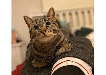 St Catharines Cliniques Vétérinaires Dog and Cat Clinic of Niagara